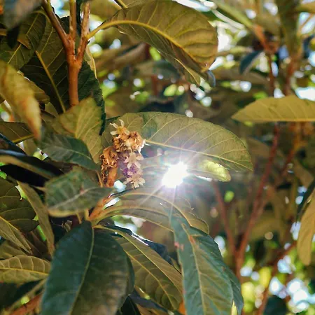 Casa Cauma * 아바라신